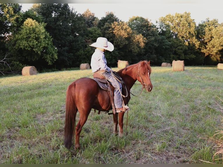 Quarter Pony Wallach 8 Jahre 122 cm Rotfuchs in Culleoka