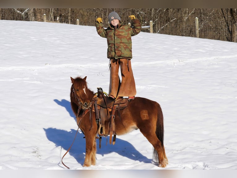 Quarter Pony Wallach 8 Jahre 122 cm Rotfuchs in Culleoka