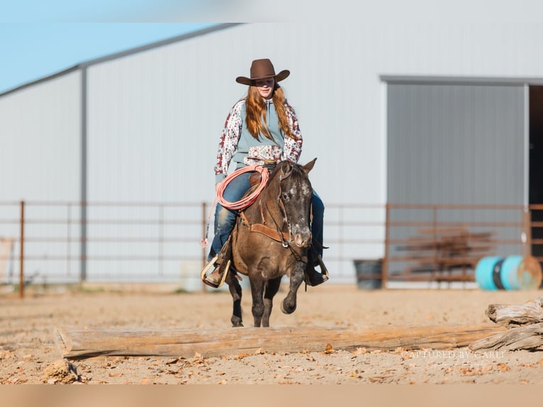 Quarter Pony Wallach 8 Jahre 122 cm in Lewistown