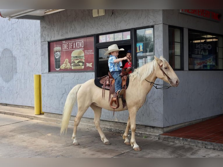 Quarter Pony Wallach 8 Jahre 130 cm Palomino in Grand Saline, TX