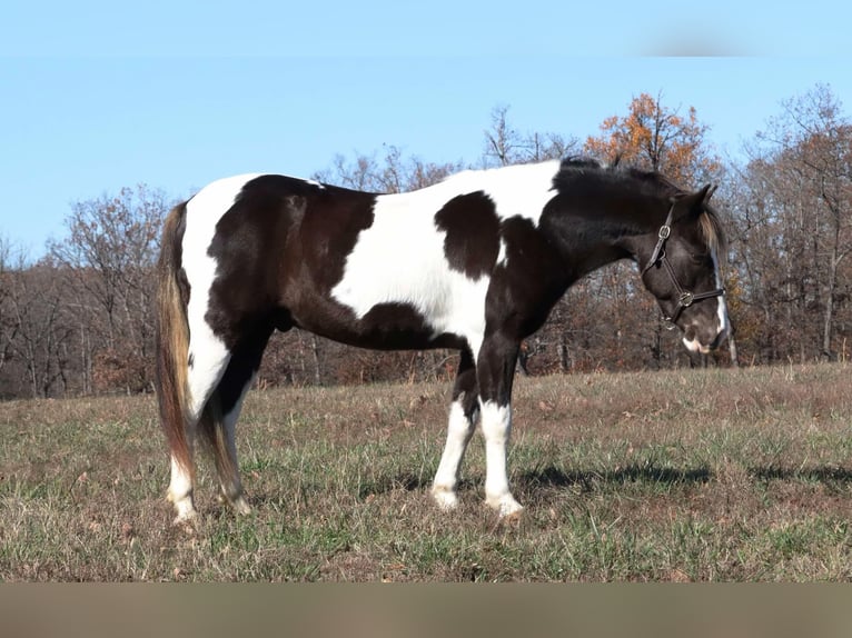 Quarter Pony Wallach 8 Jahre 130 cm Schecke in Mount Vernon