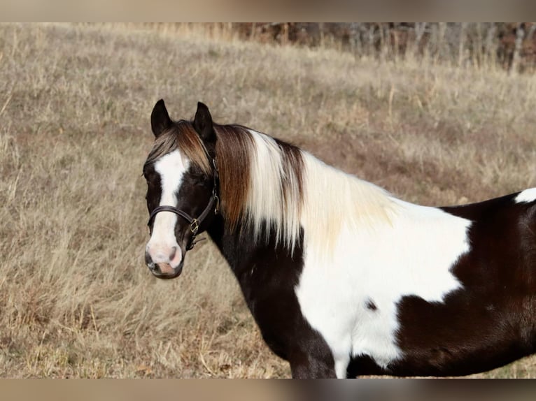 Quarter Pony Wallach 8 Jahre 130 cm Schecke in Mount Vernon