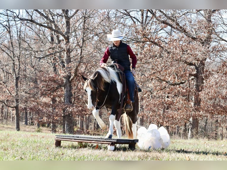 Quarter Pony Wallach 8 Jahre 130 cm Schecke in Mount Vernon