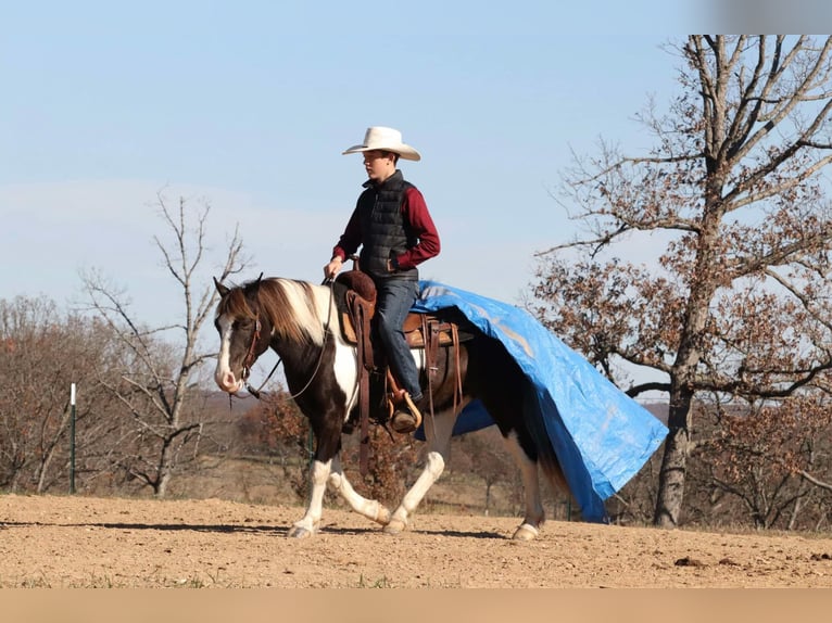 Quarter Pony Wallach 8 Jahre 130 cm Schecke in Mount Vernon