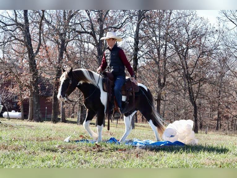 Quarter Pony Wallach 8 Jahre 130 cm Schecke in Mount Vernon