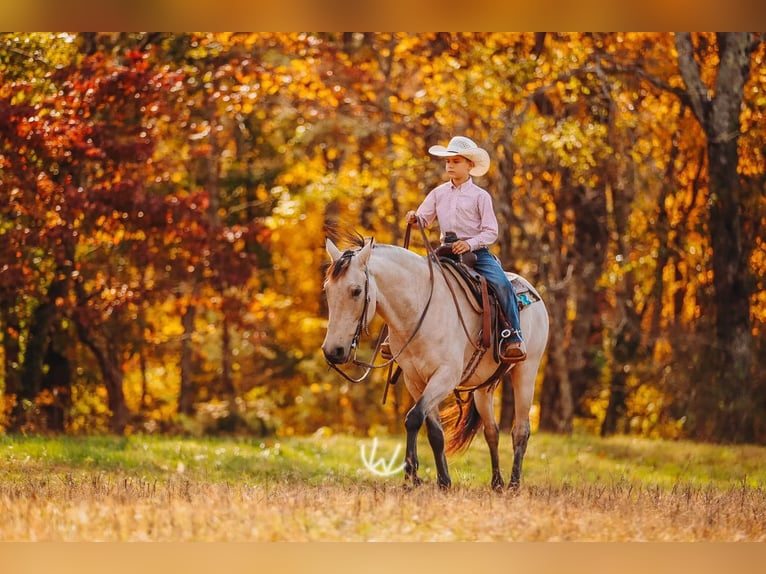 Quarter Pony Wallach 8 Jahre 132 cm Buckskin in Lyles