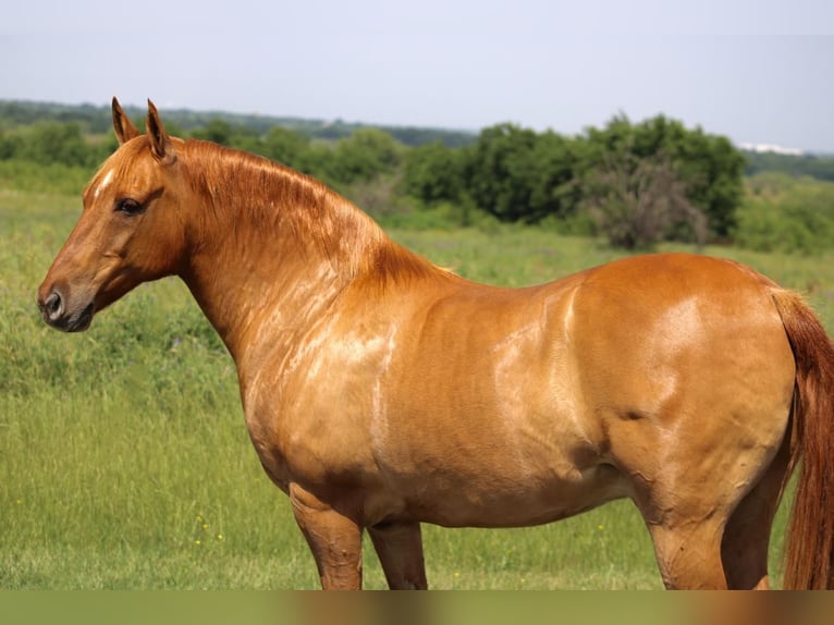 Quarter Pony Wallach 8 Jahre 132 cm Falbe in Van, TX