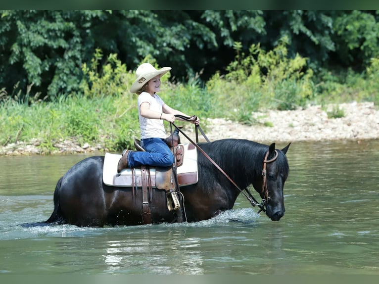 Quarter Pony Wallach 8 Jahre 132 cm Rappe in Mount Vernon