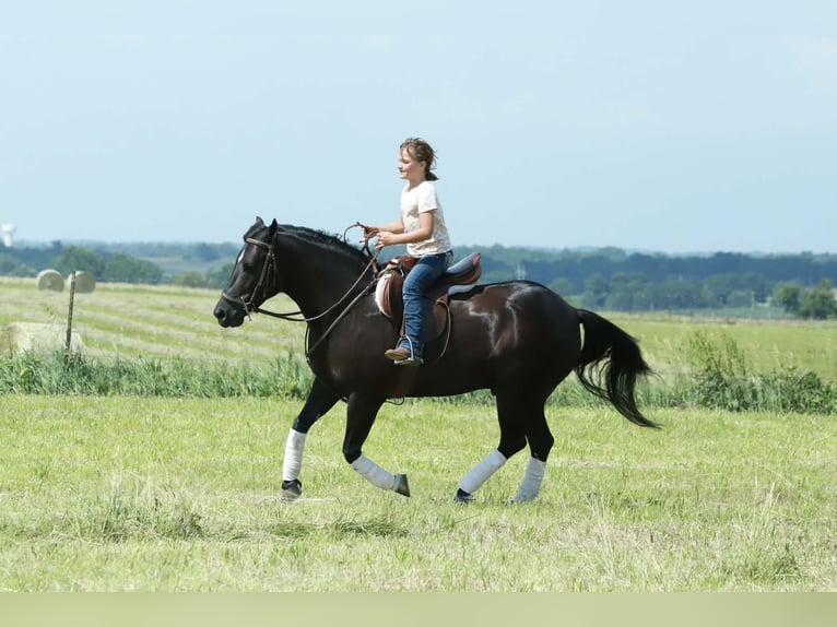 Quarter Pony Wallach 8 Jahre 132 cm Rappe in Mount Vernon