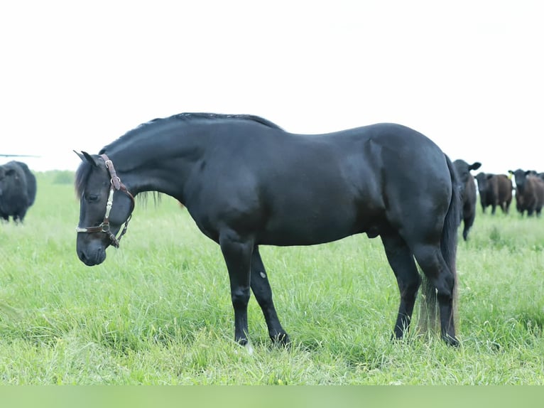 Quarter Pony Wallach 8 Jahre 132 cm Rappe in Mount Vernon