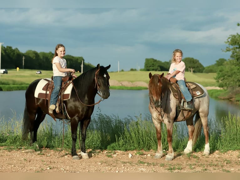 Quarter Pony Wallach 8 Jahre 132 cm Rappe in Mount Vernon
