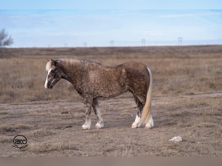 Quarter Pony Wallach 8 Jahre 132 cm Schimmel in Canyon