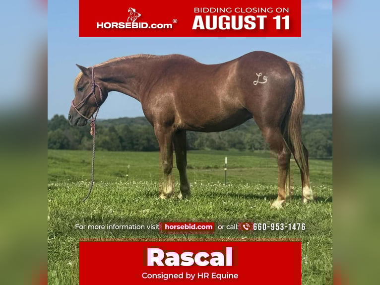 Quarter Pony Wallach 8 Jahre 135 cm Rotfuchs in Princeton, MO