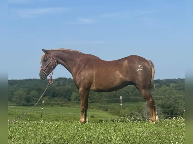 Quarter Pony Wallach 8 Jahre 135 cm Rotfuchs in Princeton, MO