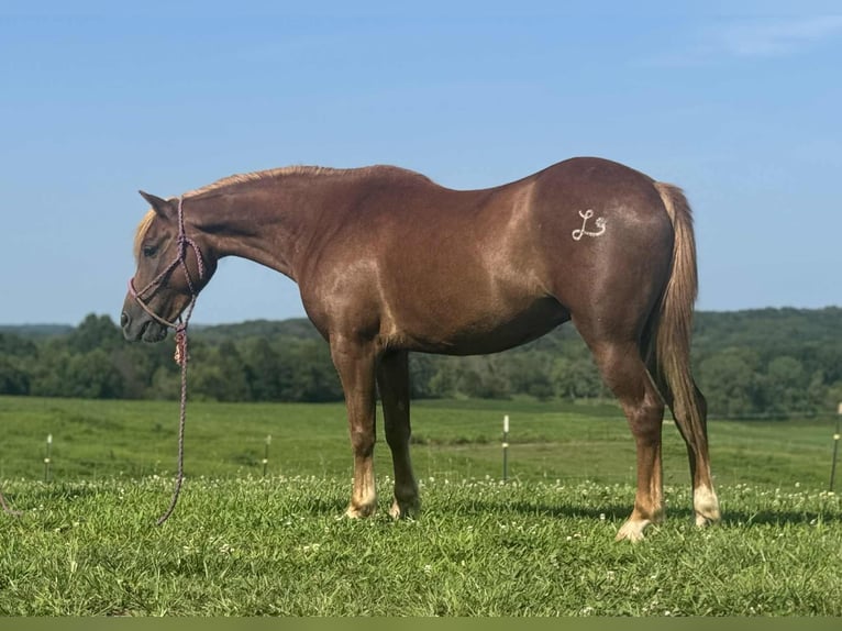 Quarter Pony Wallach 8 Jahre 135 cm Rotfuchs in Princeton, MO