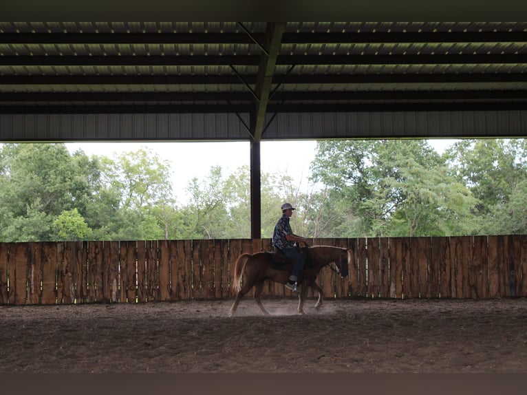 Quarter Pony Wallach 8 Jahre 135 cm Rotfuchs in Princeton, MO