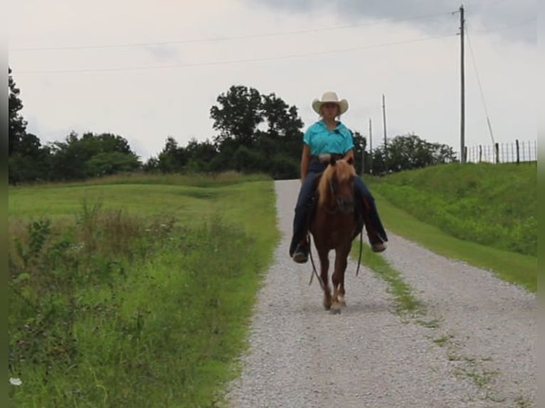 Quarter Pony Wallach 8 Jahre 135 cm Rotfuchs in Princeton, MO