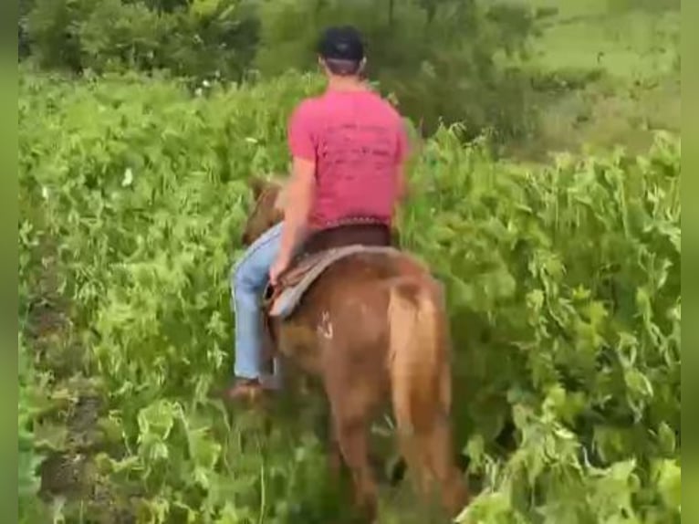 Quarter Pony Wallach 8 Jahre 135 cm Rotfuchs in Princeton, MO