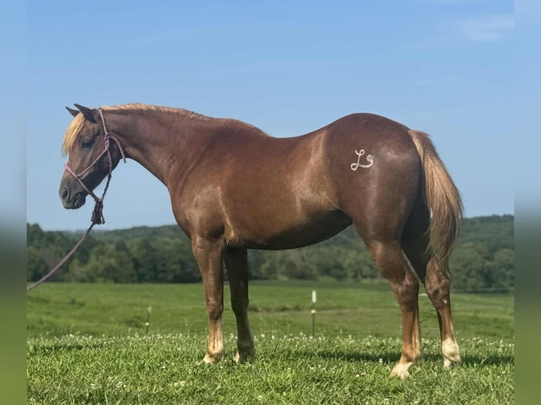 Quarter Pony Wallach 8 Jahre 135 cm Rotfuchs in Princeton, MO