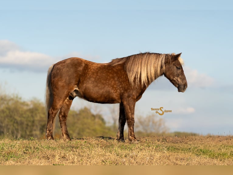Quarter Pony Wallach 8 Jahre 137 cm Palomino in Bogard