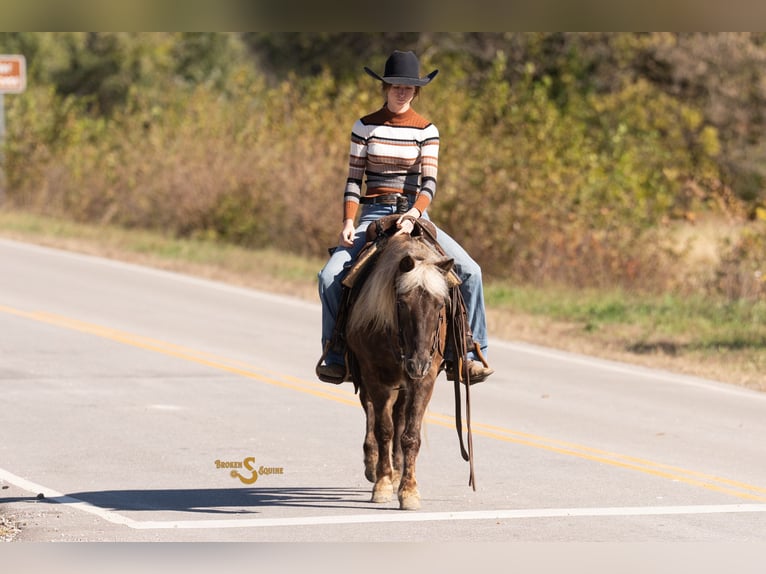 Quarter Pony Wallach 8 Jahre 137 cm Palomino in Bogard