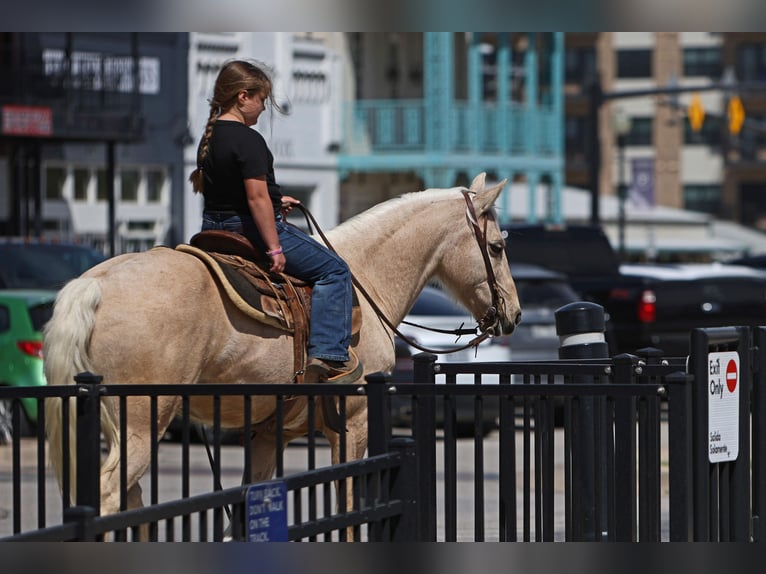 Quarter Pony Wallach 8 Jahre 137 cm Palomino in Joshua, TX