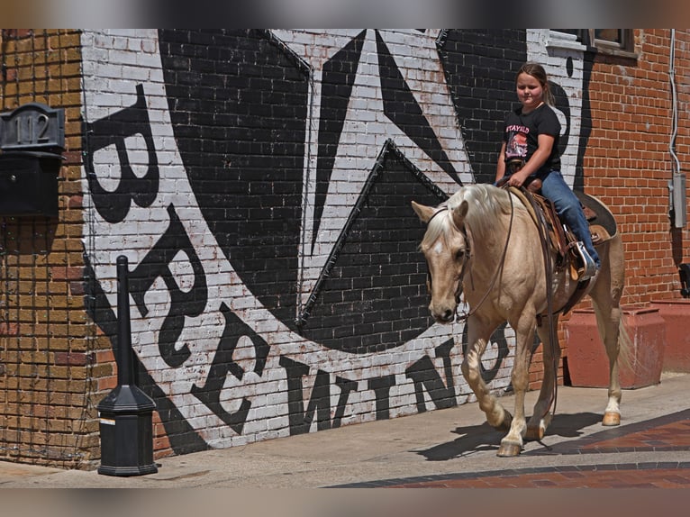 Quarter Pony Wallach 8 Jahre 137 cm Palomino in Joshua, TX