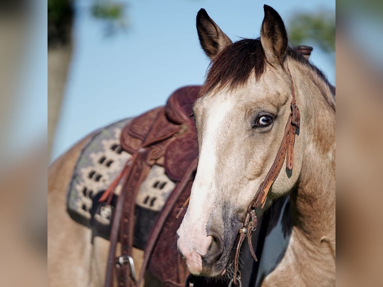 Quarter Pony Wallach 8 Jahre 140 cm Buckskin in Addison, TX