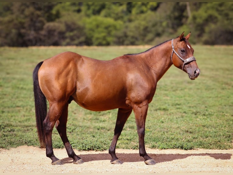 Quarter Pony Wallach 8 Jahre 140 cm Rotbrauner in Culleoka