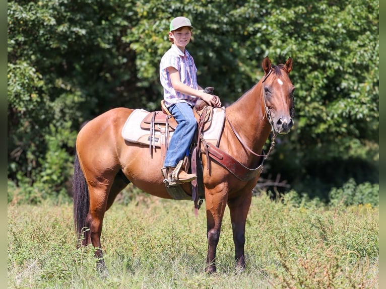 Quarter Pony Wallach 8 Jahre 140 cm Rotbrauner in Culleoka