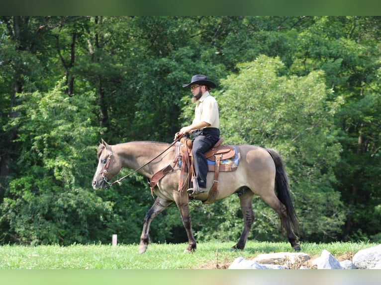 Quarter Pony Wallach 8 Jahre 142 cm Grullo in Rebersburg, PA