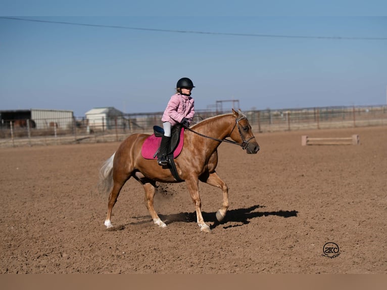Quarter Pony Wallach 8 Jahre 142 cm Palomino in Canyon