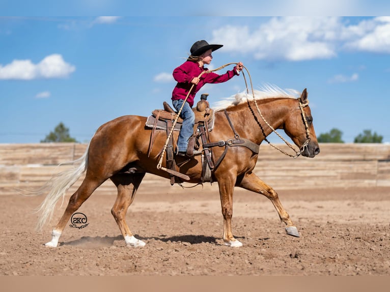 Quarter Pony Wallach 8 Jahre 142 cm Palomino in Canyon
