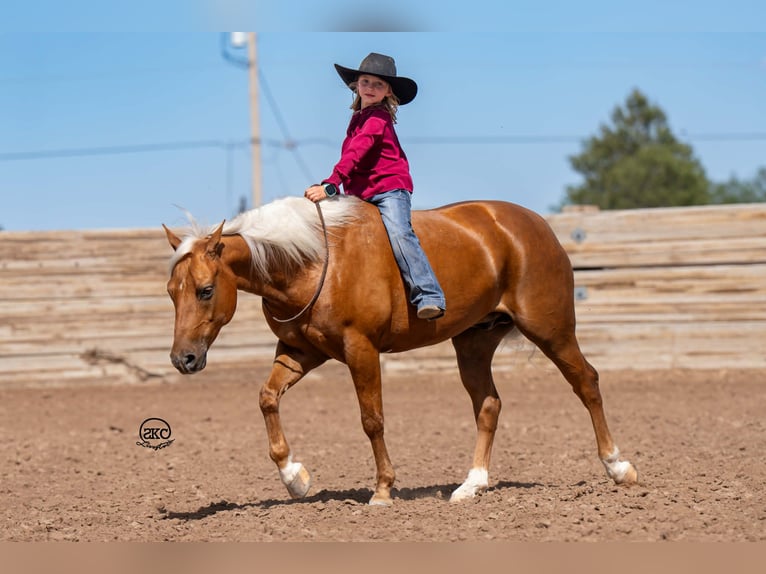 Quarter Pony Wallach 8 Jahre 142 cm Palomino in Canyon