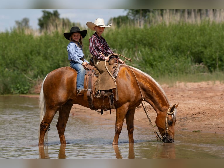 Quarter Pony Wallach 8 Jahre 142 cm Palomino in Canyon