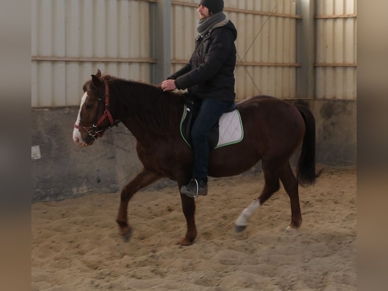 Quarter Pony Mix Wallach 8 Jahre 145 cm Dunkelfuchs in Buttstädt