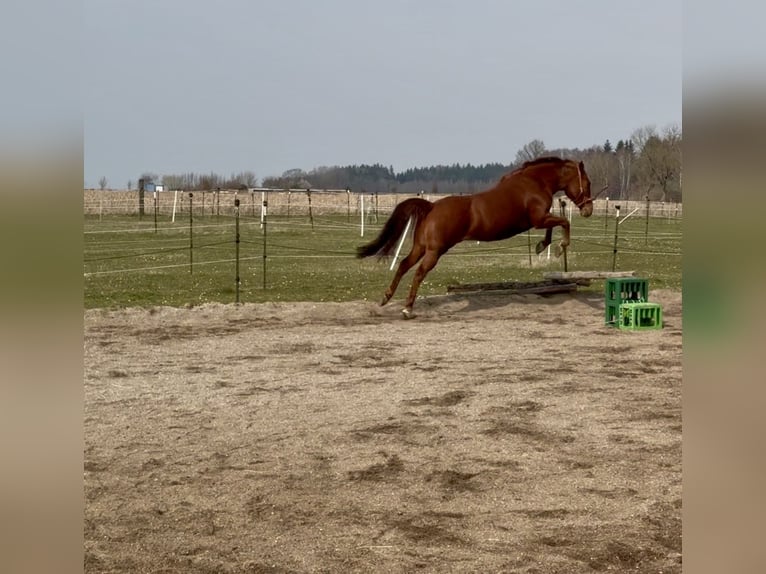 Quarter Pony Wallach 8 Jahre 150 cm Fuchs in Moorenweis