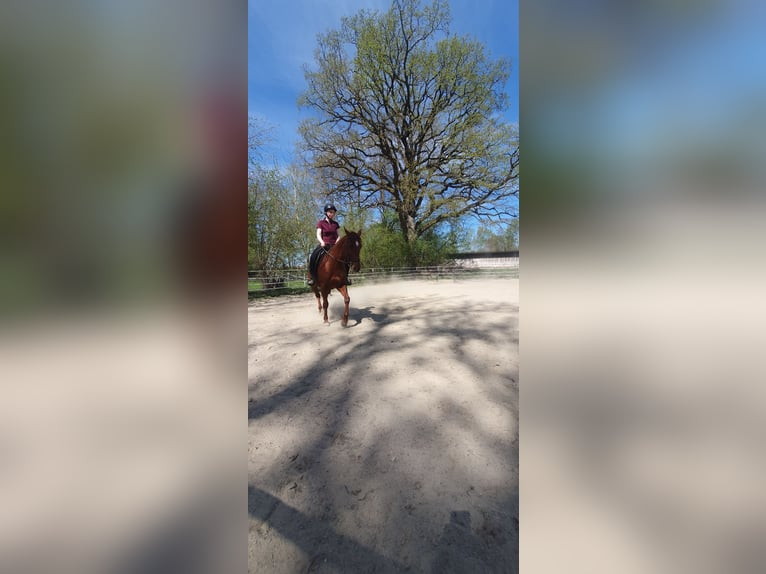 Quarter Pony Wallach 8 Jahre 150 cm Fuchs in Moorenweis