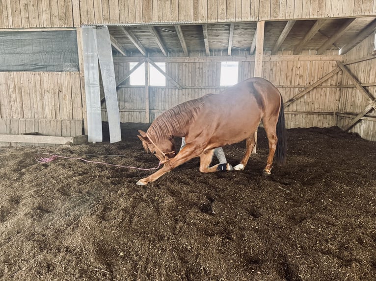Quarter Pony Wallach 8 Jahre 150 cm Fuchs in Moorenweis