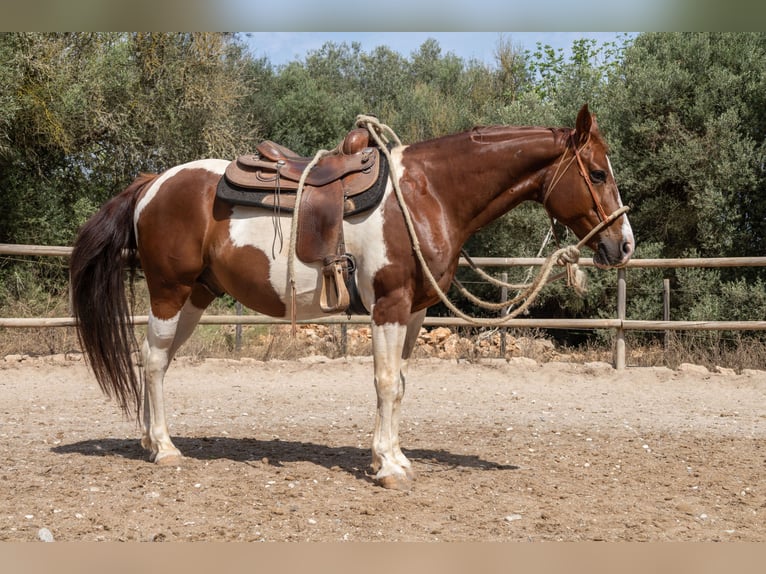 Quarter Pony Wallach 8 Jahre 150 cm Schecke in Felanitx