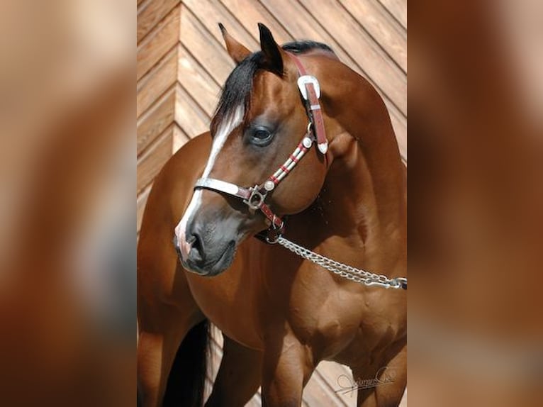 Quarter Pony Wallach 8 Jahre 156 cm Rappe in Escharen