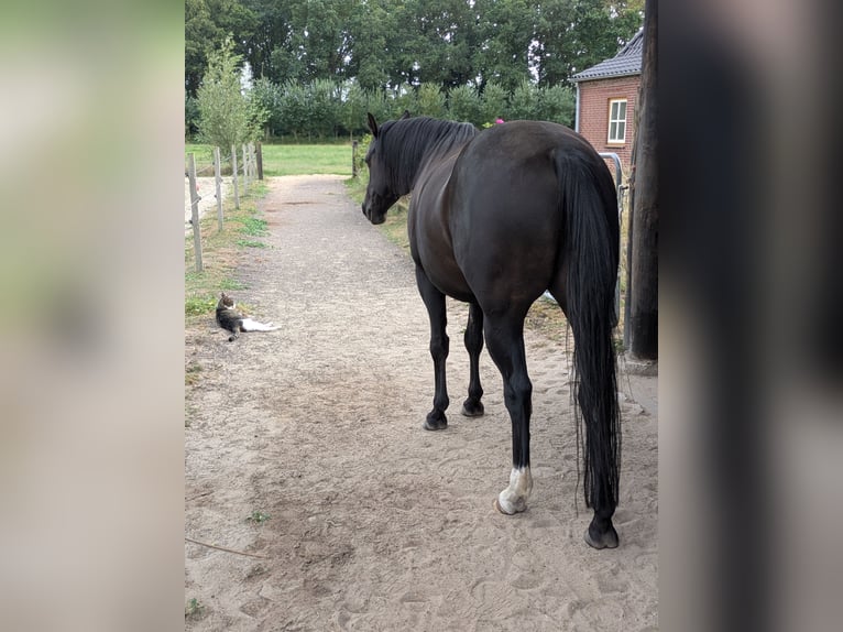 Quarter Pony Wallach 8 Jahre 156 cm Rappe in Escharen