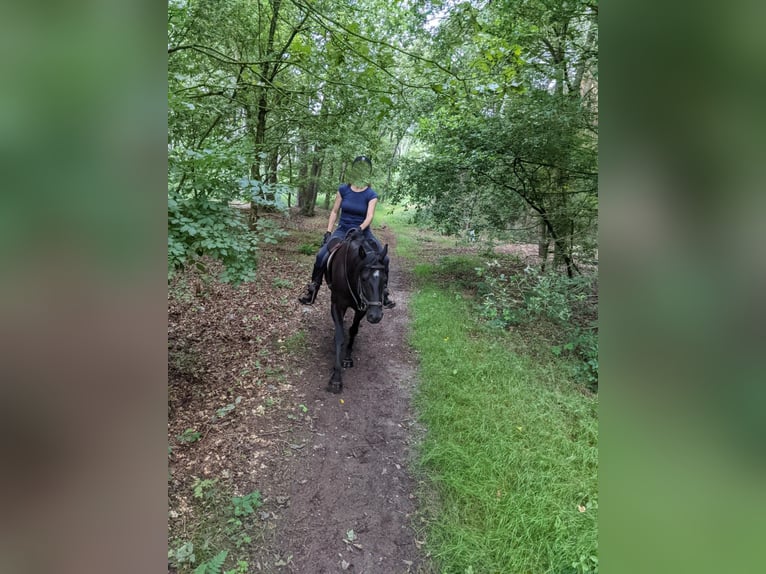 Quarter Pony Wallach 8 Jahre 156 cm Rappe in Escharen