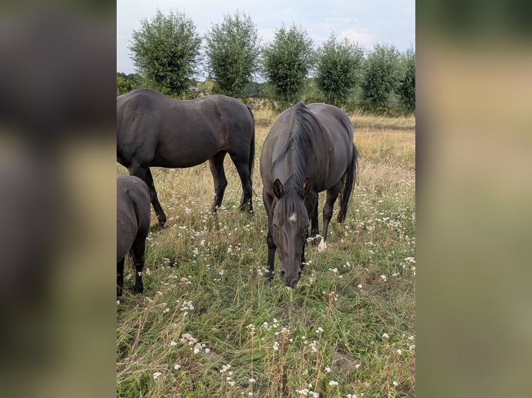 Quarter Pony Wallach 8 Jahre 156 cm Rappe in Escharen