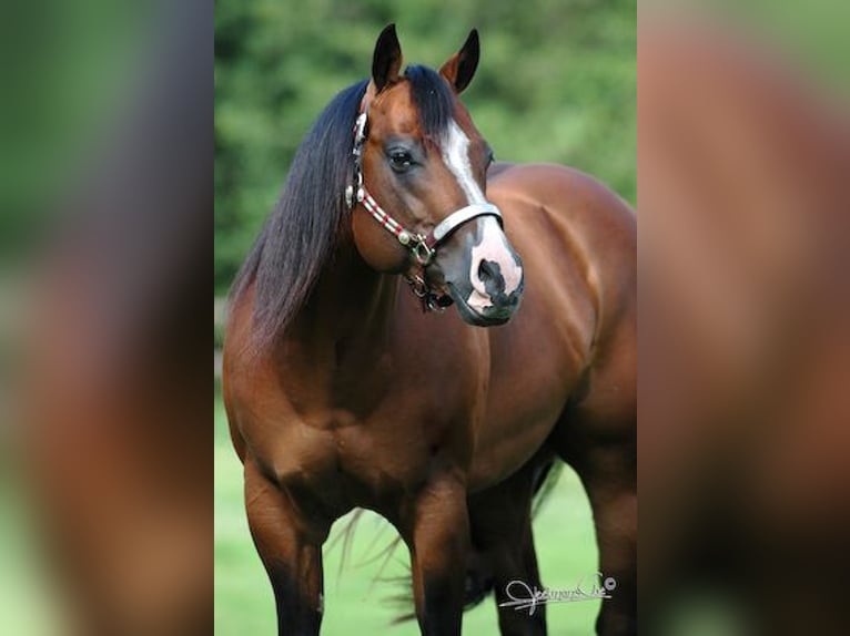 Quarter Pony Wallach 8 Jahre 156 cm Rappe in Escharen