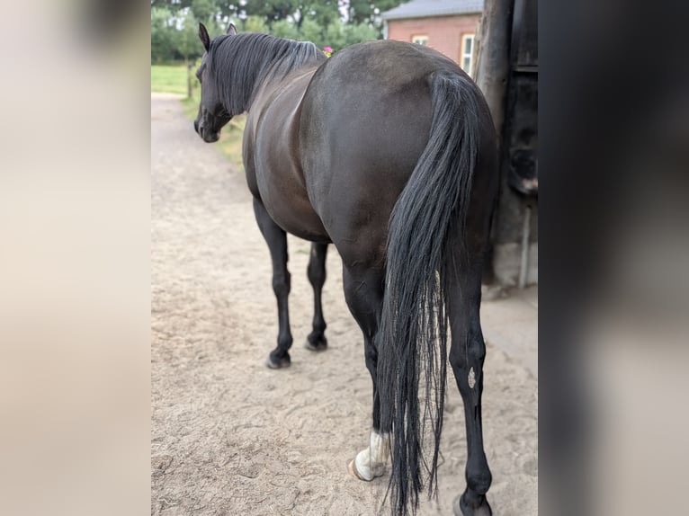 Quarter Pony Wallach 8 Jahre 156 cm Rappe in Escharen