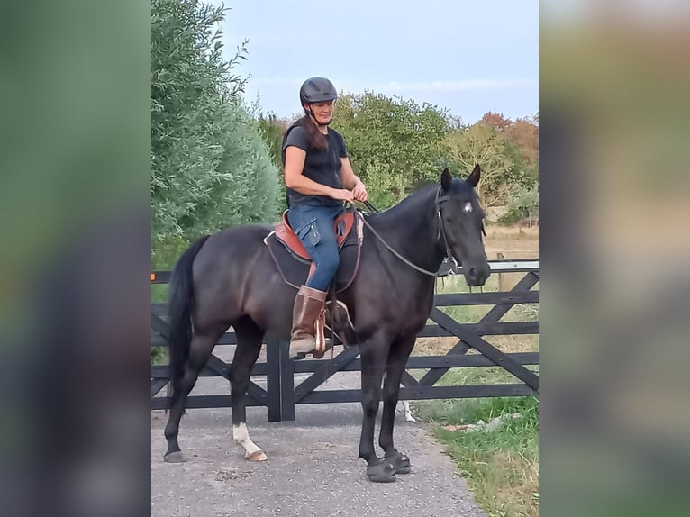 Quarter Pony Wallach 8 Jahre 156 cm Rappe in Escharen