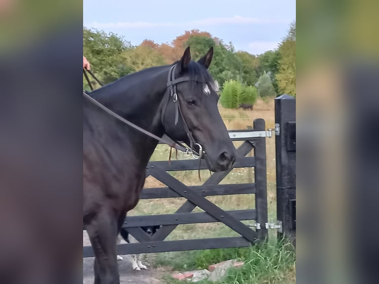 Quarter Pony Wallach 8 Jahre 156 cm Rappe in Escharen