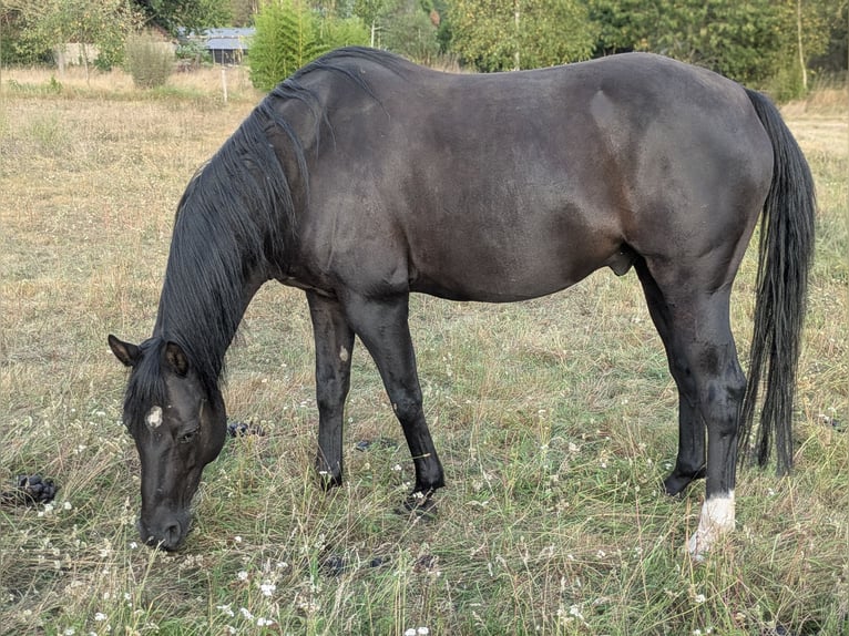 Quarter Pony Wallach 8 Jahre 156 cm Rappe in Escharen