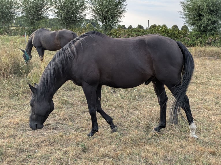 Quarter Pony Wallach 8 Jahre 156 cm Rappe in Escharen
